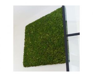 Mosschilderij - 80 x 80 cm